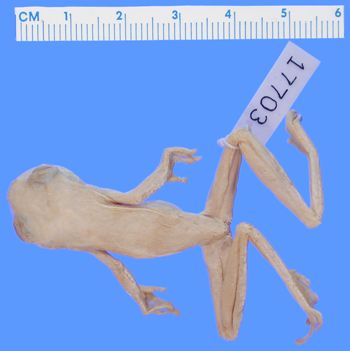 Media type: image; Herpetology A-17703